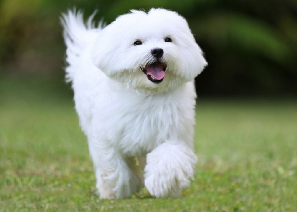 Maltese
